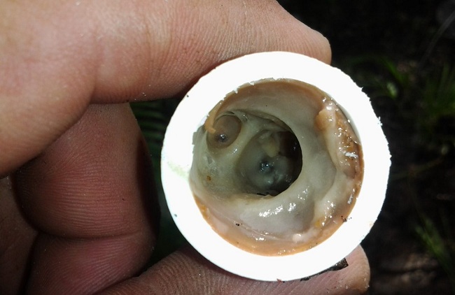 c&aacute;ch th&ocirc;ng cống bằng d&acirc;y l&ograve; xo